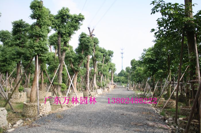 广东万林园林