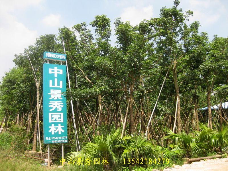 中山市景秀园林-宫粉紫荆