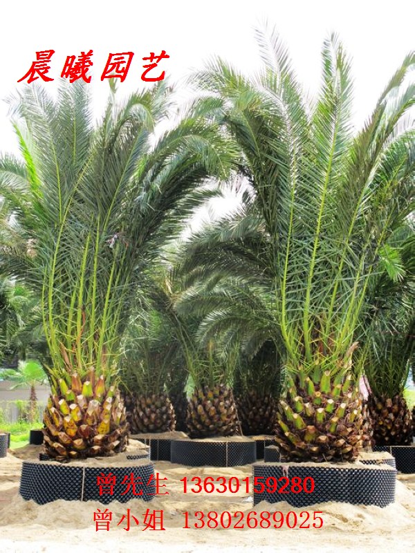 佛山市晨曦园艺(顺德兴隆国际货运公司)
