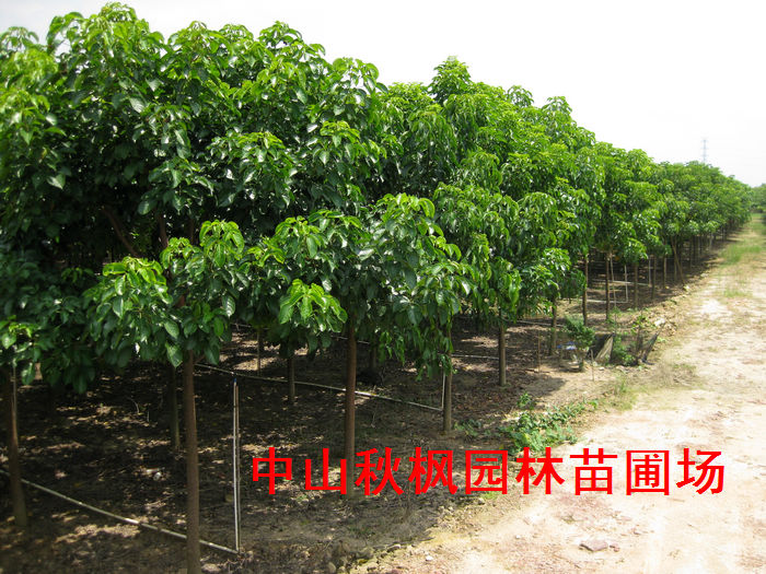 中山市秋枫园林苗圃场