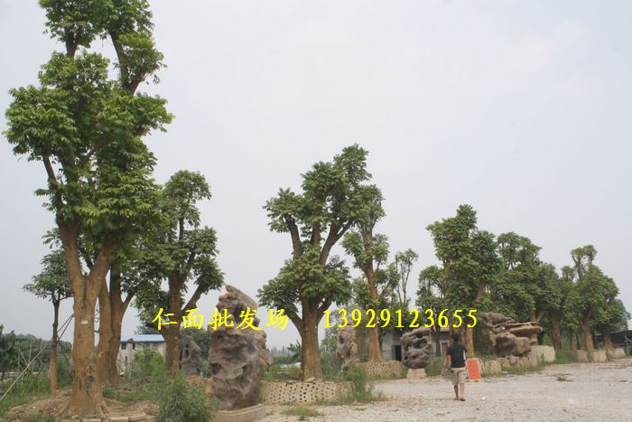 顺德龙江仁面批发场