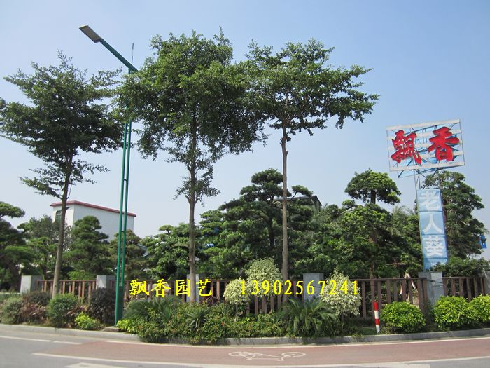 佛山市飘香园艺有限公司