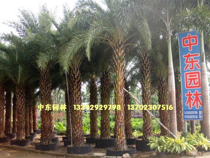 广东省中山市中东园林