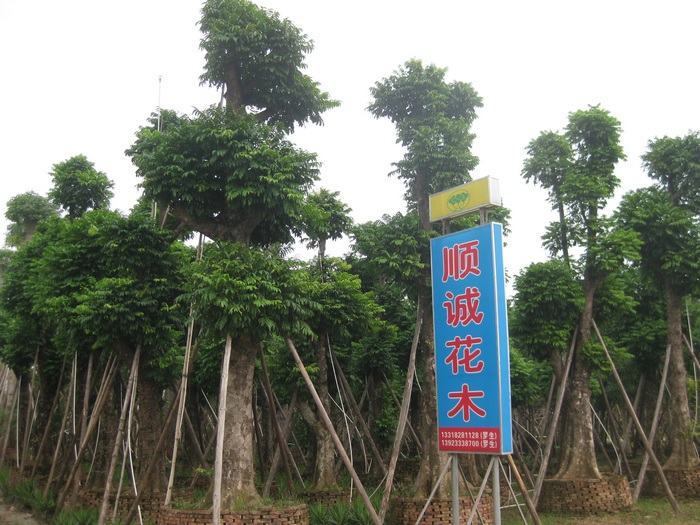 中山市顺诚花木场