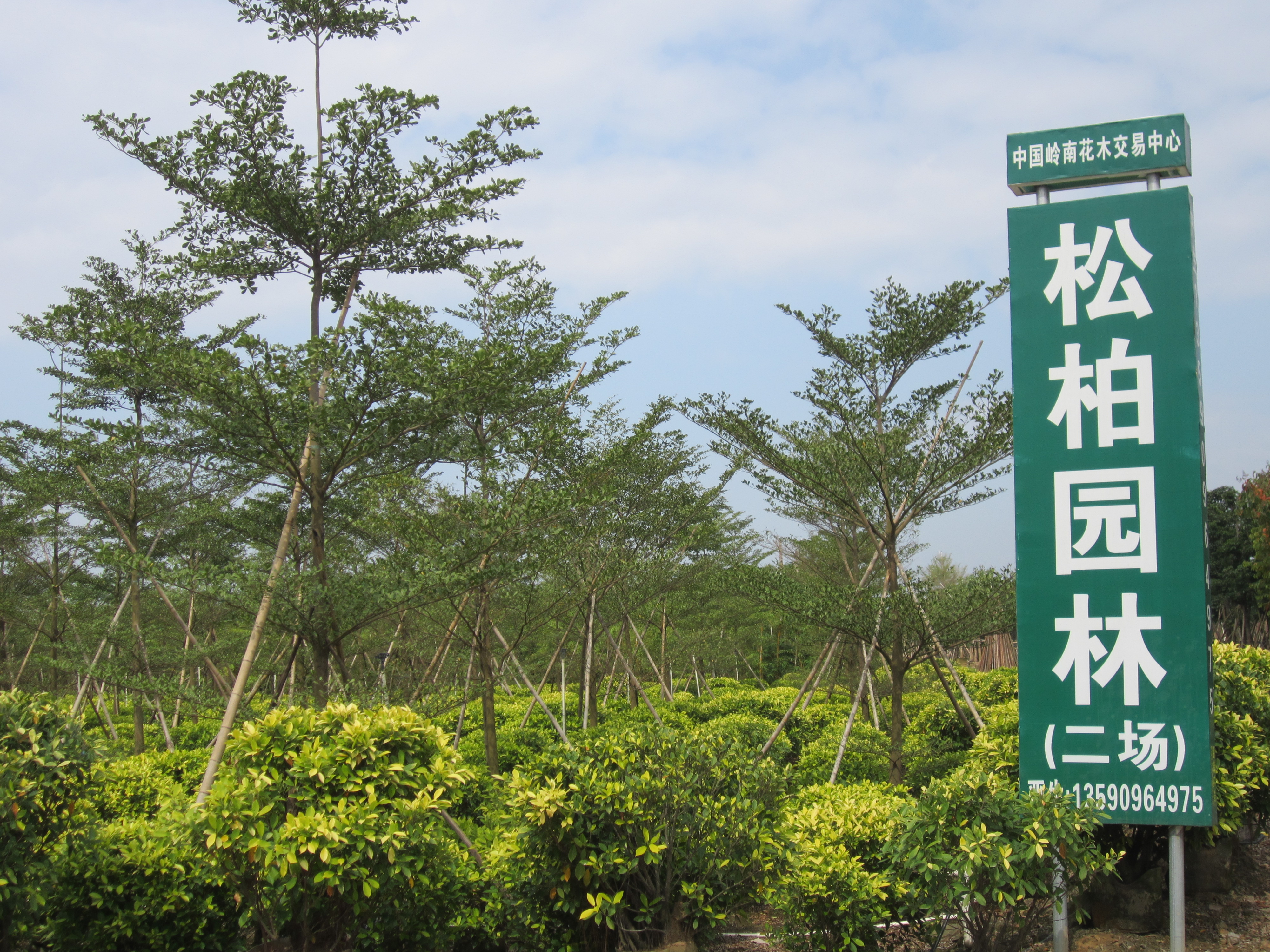 中 山 市 松 柏 园 林 花 木 基 地