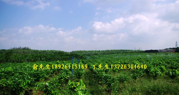 广东合佳泰园艺科技有限公司