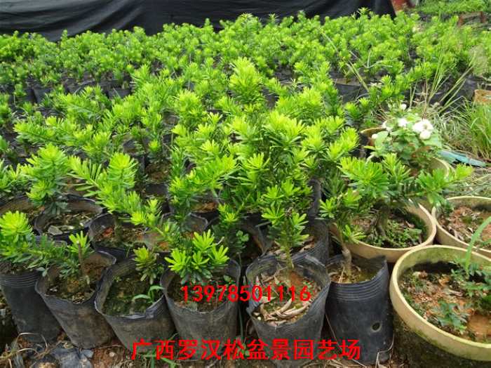 广西罗汉松盆景园艺场