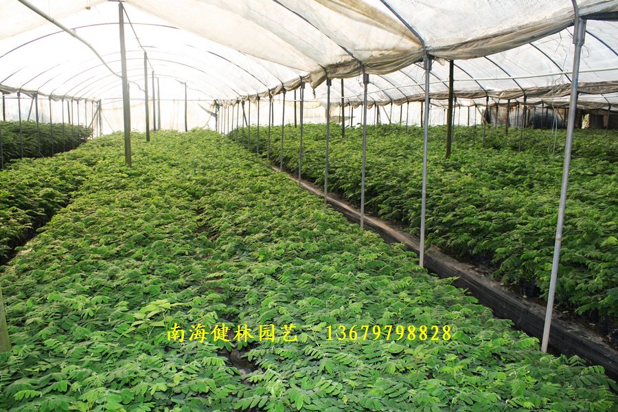 佛山市南海区健林园艺场