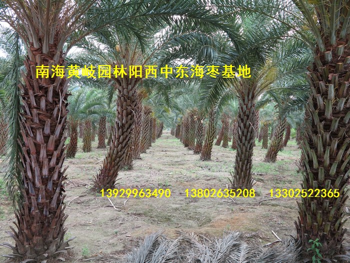 佛山市南海黄岐园林阳西中东海枣基地