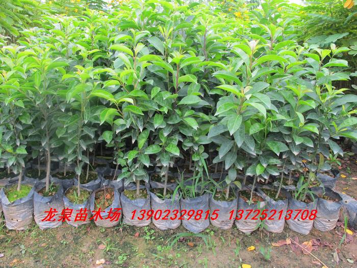 龙洞龙泉苗木场