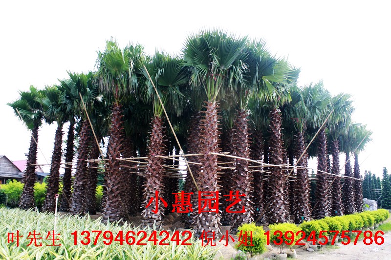 佛山市小惠园艺