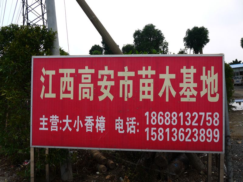 江西高安市苗木基地