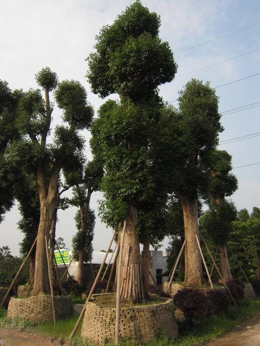 佛山市顺德区陈村桐记花木场