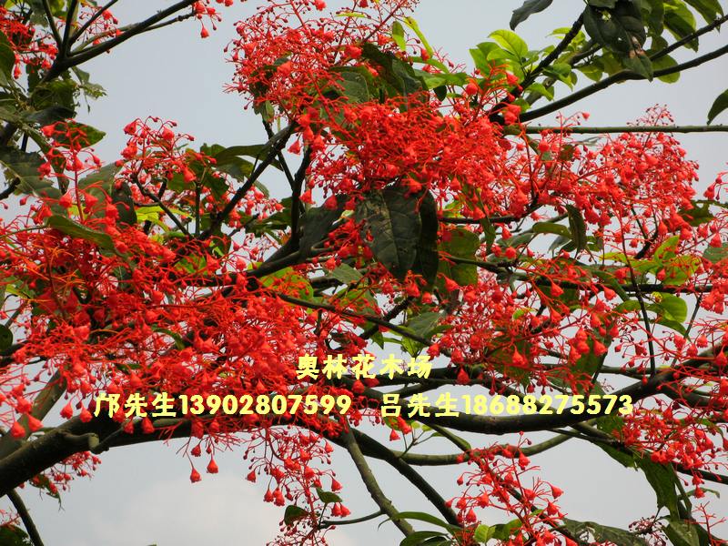 佛山澳林花木场-澳洲火焰木(澳洲火焰树)