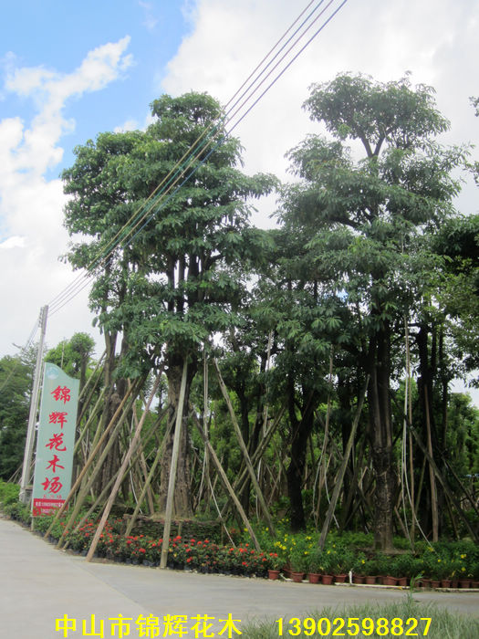 中山市锦辉花木场