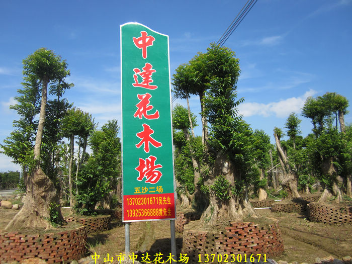 中山市中达花木场
