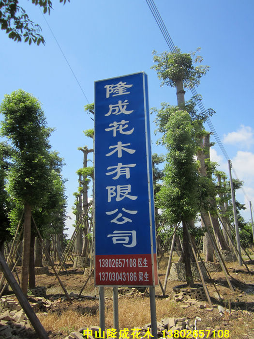 中山市隆成花木有限公司