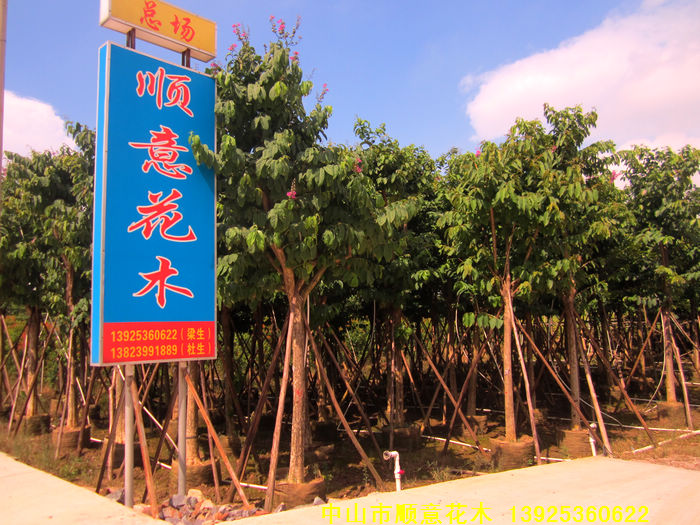 中山市顺意花木场