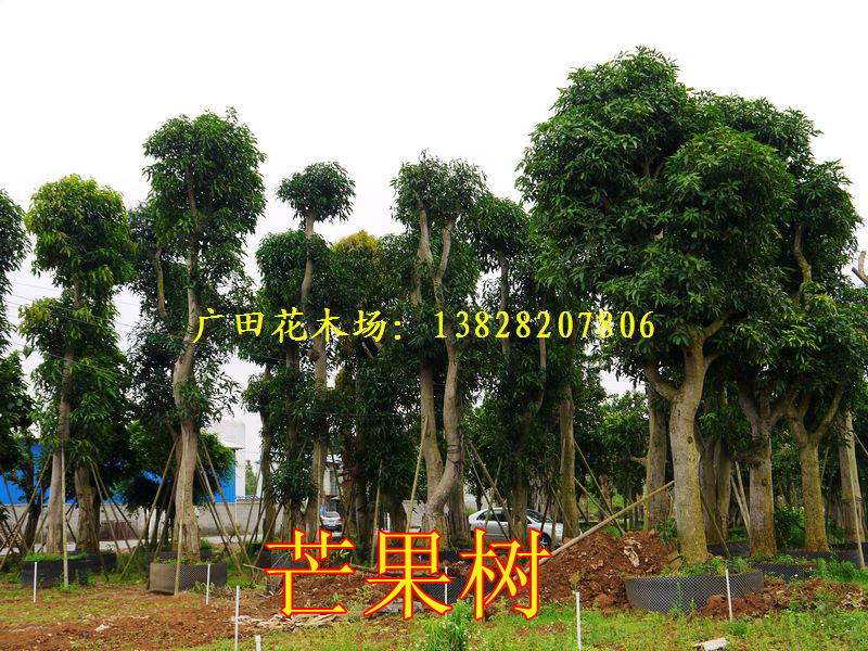 湛江市广田花木场