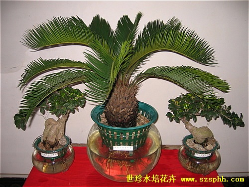 世珍水培花卉