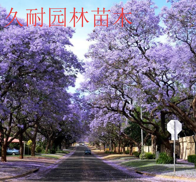 久耐园林苗木