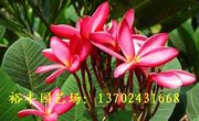 顺德区北裕丰园艺场--红花鸡蛋花、桂花