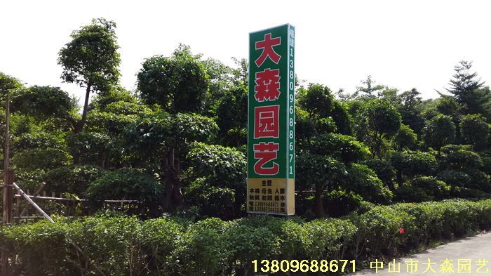 广东省中山市大森园艺