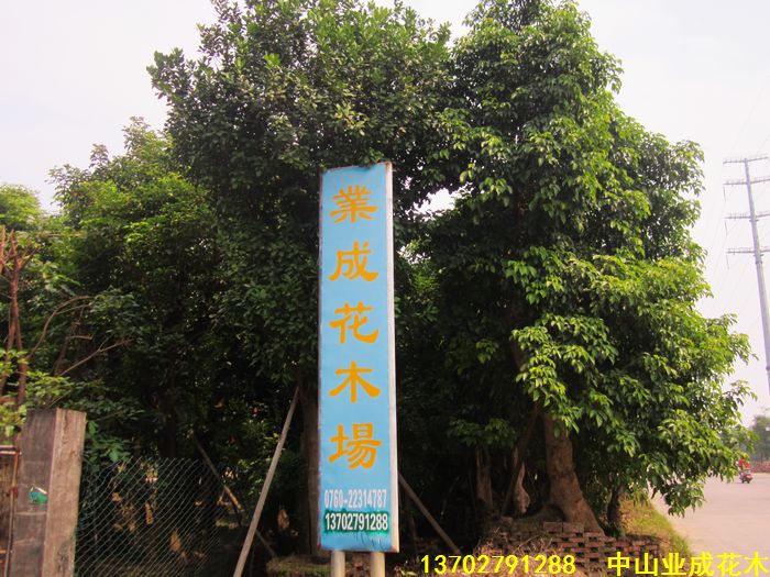 中山市古镇业成花场