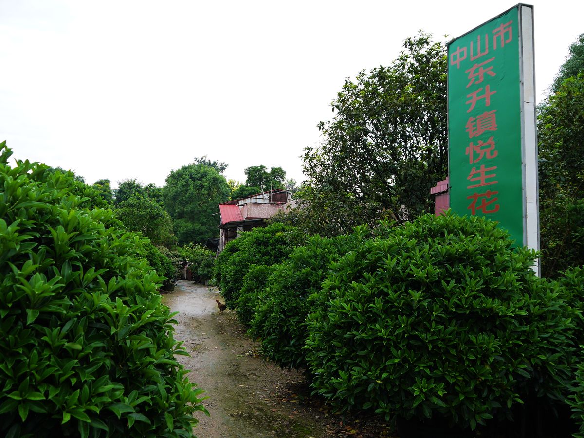 广东省中山市东升镇悦生花木场