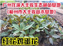 广州龙洞大丰收生态种苗基地 (梅州市大丰收苗木基地）
