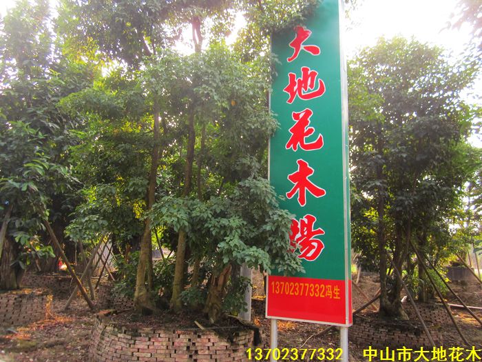 中山市大地花木场