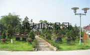 武夷山盆景园-赤楠盆景,小叶红杨盆景