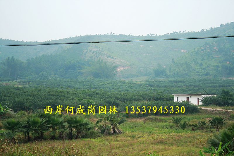 西岸何成岗园林种植场