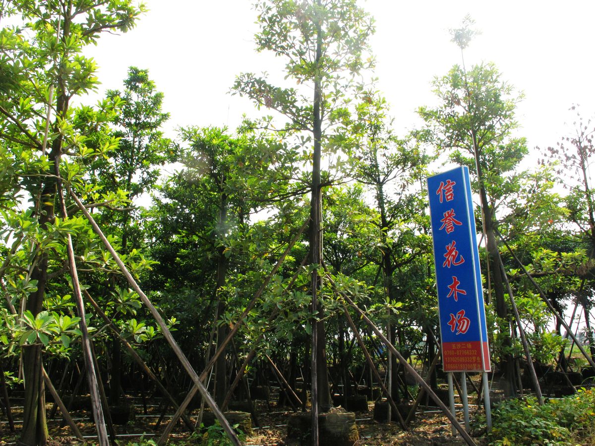 中山市横栏镇信誉花木场