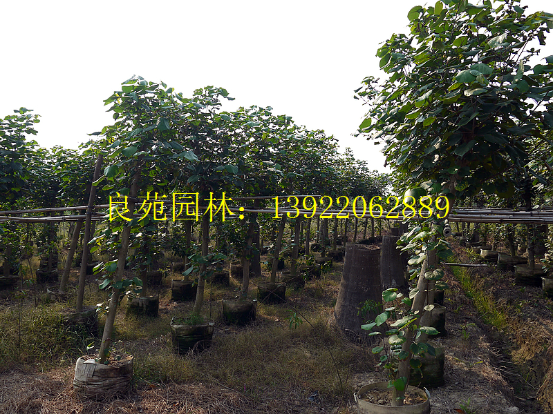 吴川市良苑园林花木场