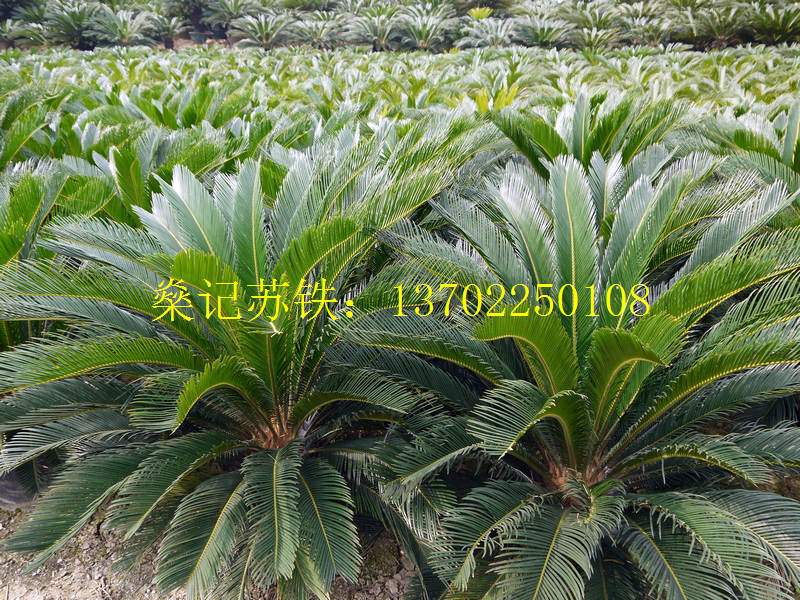 佛山市顺德区北滘燊记花卉种植场