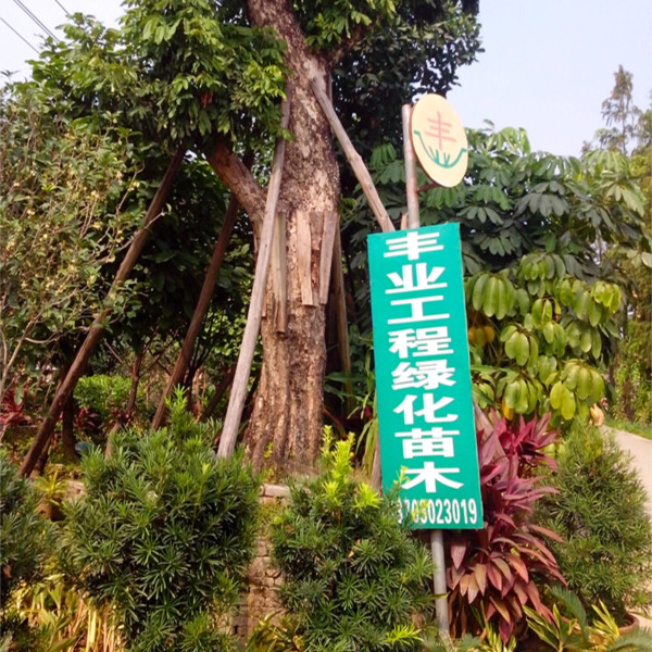 丰业花场