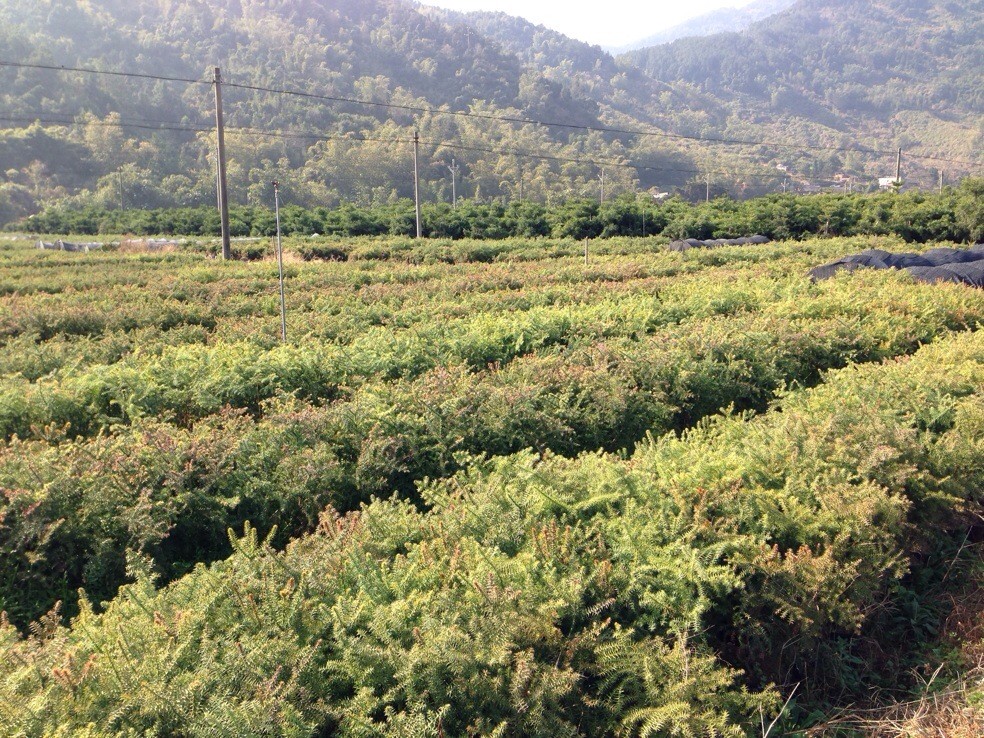 罗源洋北澳洲杉种植基地