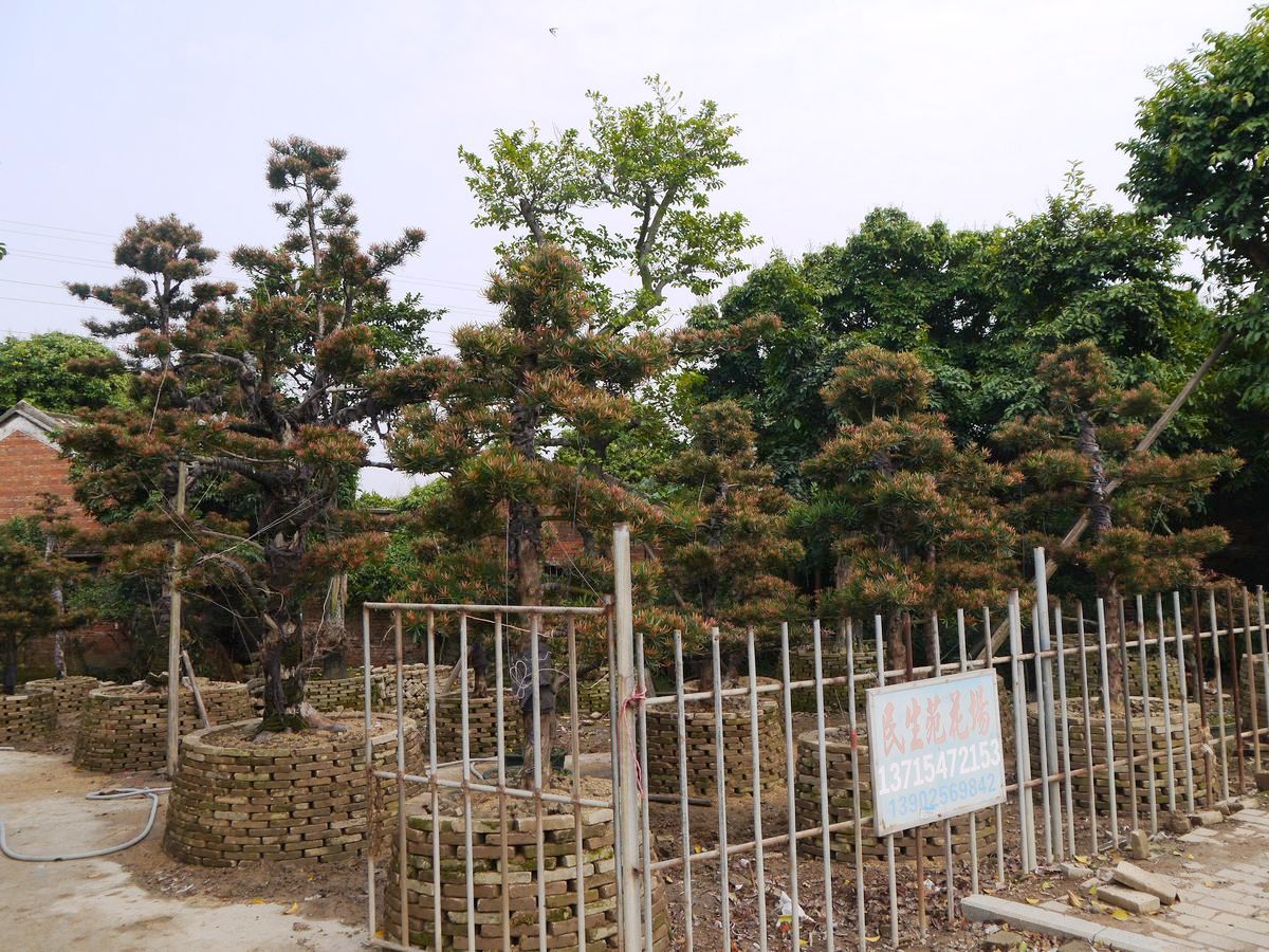 佛山市顺德区陈村镇民生苑花场