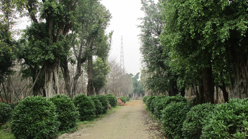 佛山向阳花木场
