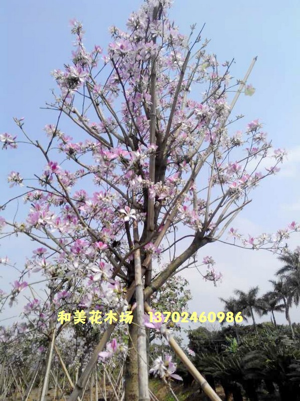 中山市民众镇和美花木场