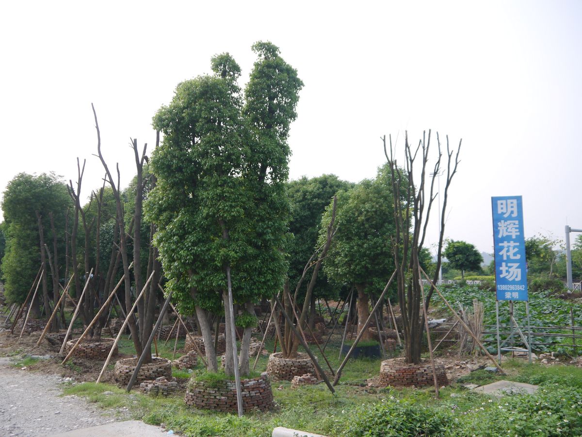 广州市番禺区明辉花卉种植场