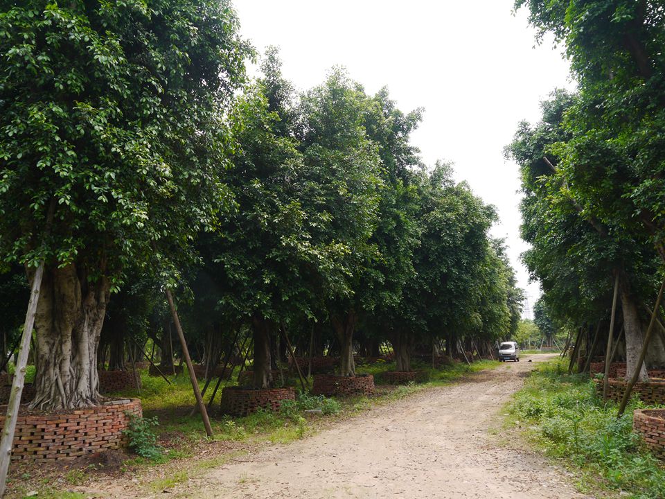 佛山市星峰园林花木公司