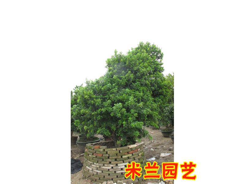 佛山市米兰园艺-米兰树桩