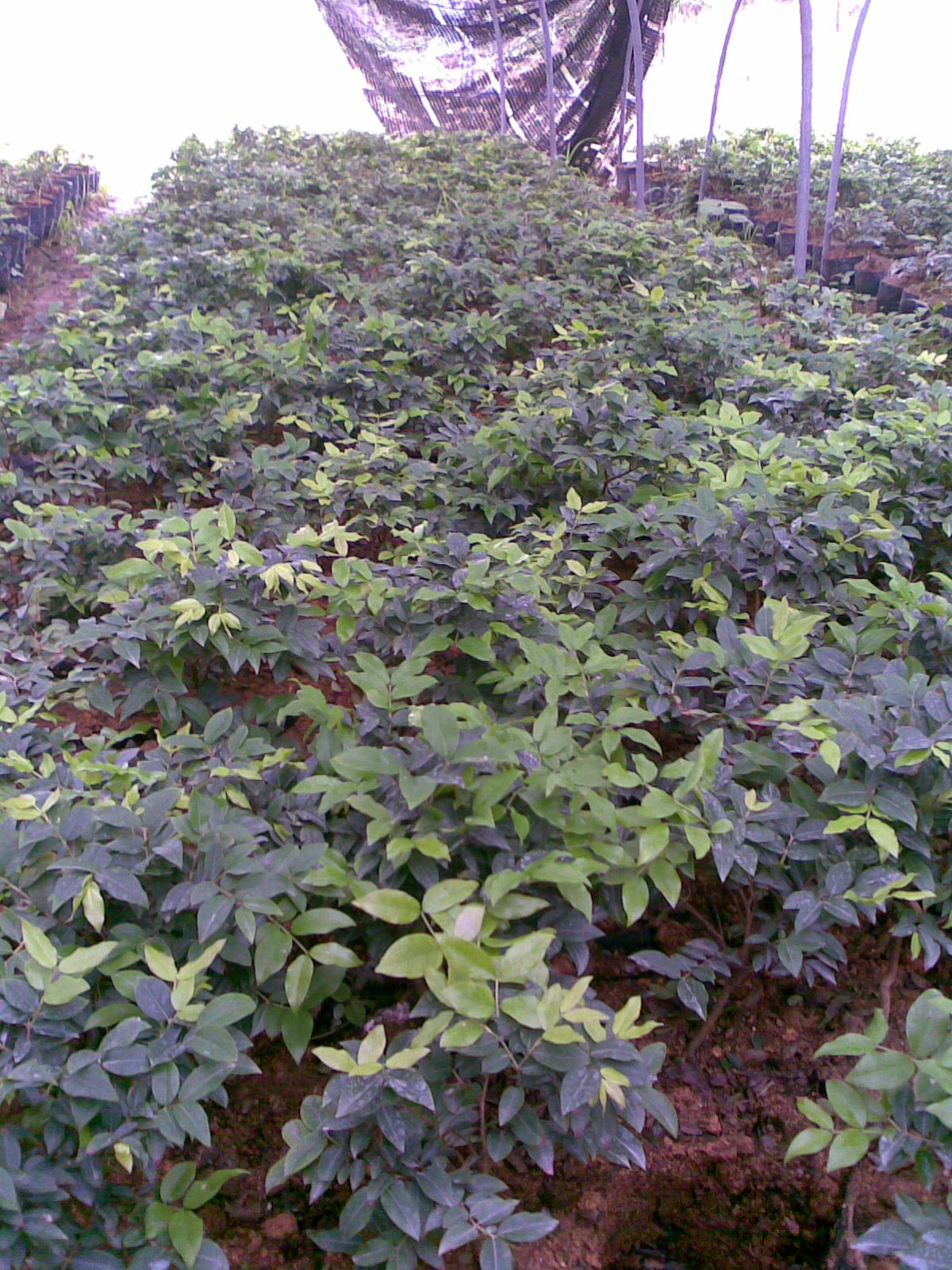 台农新艺苗木种植基地