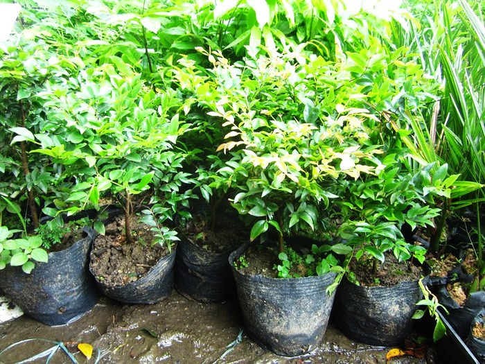 广州市荔湾区绿佳种苗