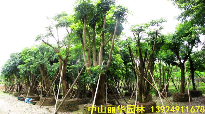 中山市丽华园林