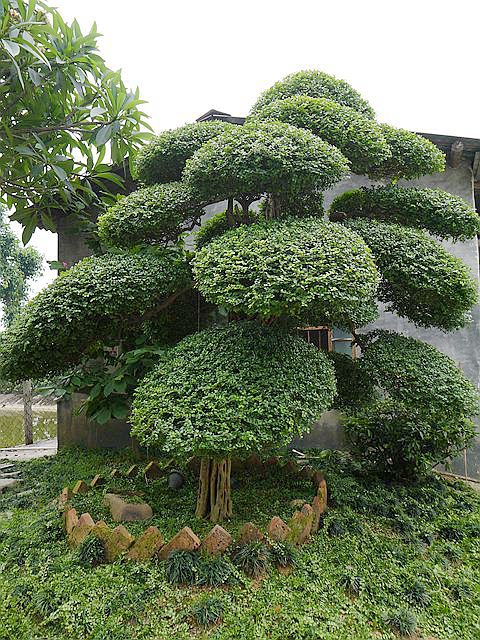 佛山市南海远景园艺