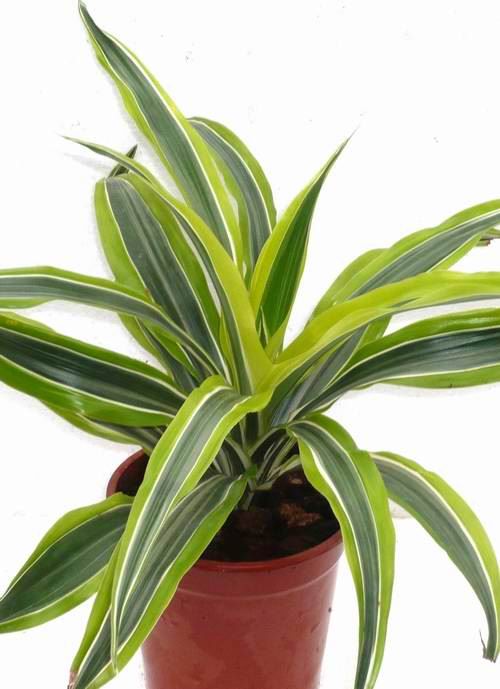 广州芳村区江联花木场