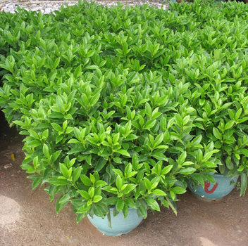 广州恩仔花木场